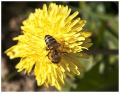 Vcielka Majka & Pupava :)