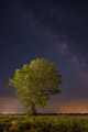 milky way tree