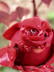Krvavá ruža