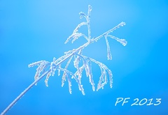 PF 2013
