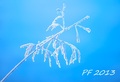 PF 2013