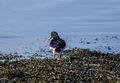 Haematopus ostralegus