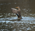 kacka