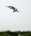 arctic tern
