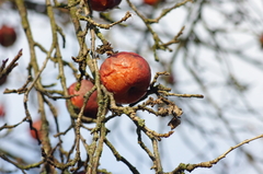 Jabĺčka