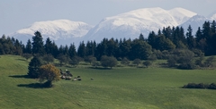 Orava