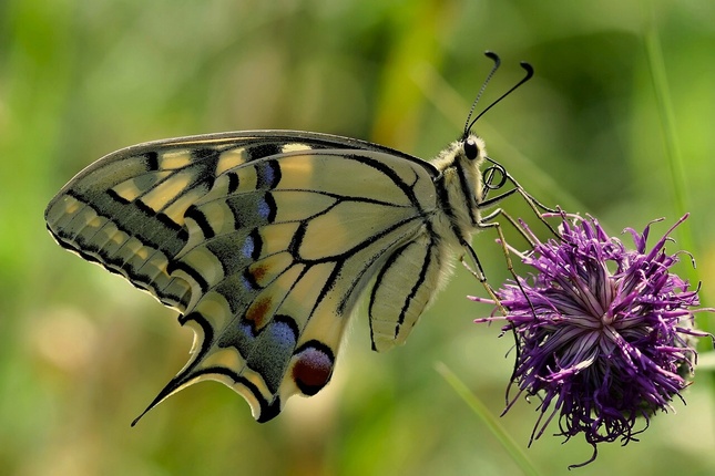 Vidlochvost feniklový (Papilio m