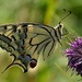 Vidlochvost feniklový (Papilio m