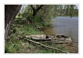 Zakotvený raft