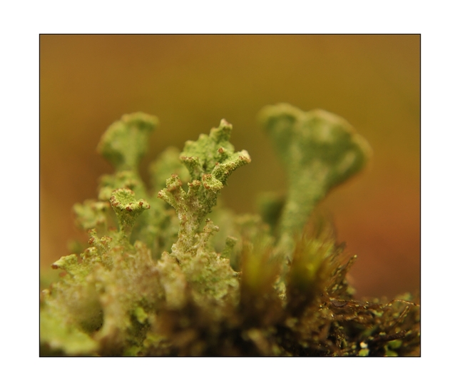 Vo svete lišajníkov