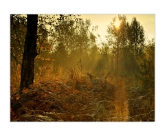 Golden morning