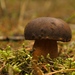 Boletus