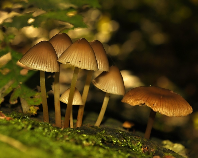 Mycena sp.