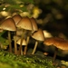 Mycena sp.