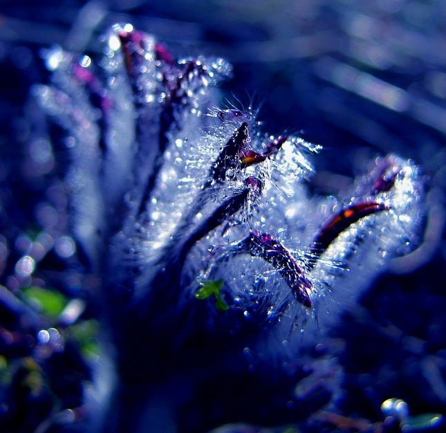 Blue dream