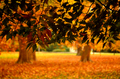 Jesen pod stromom