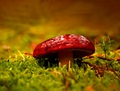 russulla