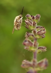 bzzz