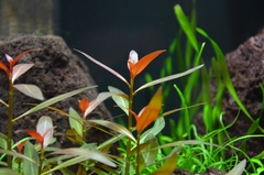 akvarium nano detail