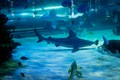 tropic - shark