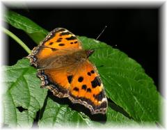 Babôčka brestová (Nymphalis poly