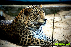 leopard