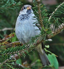 Sparrow IV