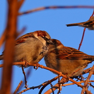 Ohováranie parťáka