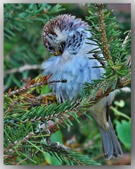 Sparrow V