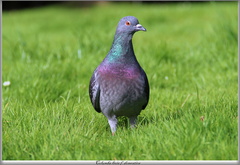 Columba livia f. domestica