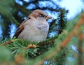 Naštvaný Sparrow