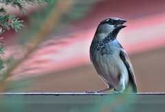 Sparrow III