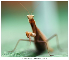 -  Mantis religiosa  -