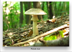 Pečiarka lesná