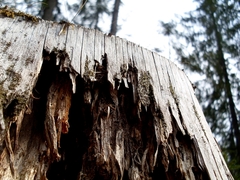 Wood