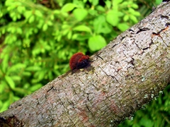 Mushroom