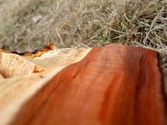 Beautiful wood