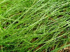 Grass