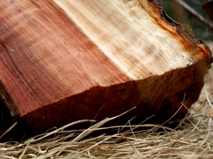 Wood