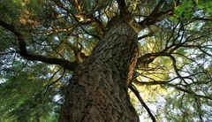 tree of life