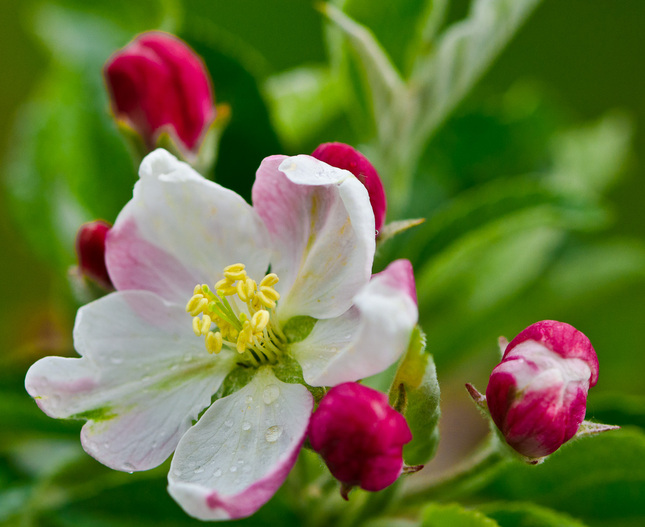 kvet jablone 2