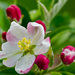 kvet jablone 2