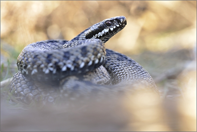 Vipera Berus