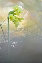 Primula veris