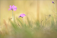... Primula farinosa ...