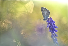 Aricia eumedon