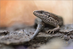 Zootoca vivipara