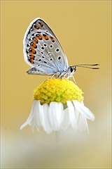 Plebeius argyrognomon