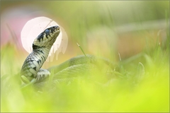 Natrix natrix