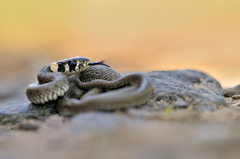 Natrix natrix